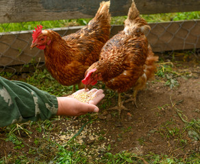 The feeding two female chickens (Gallus gallus) with grain in outdoors.