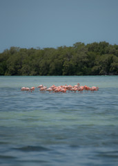 Group of Flamingos Exotic Birds in Holbox island, Caribbean, Mexico © Arturo Verea