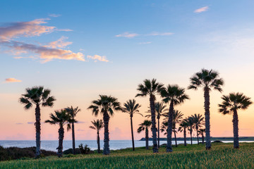Obraz premium Silhouette of palms during sunset at Mazotos beach, Cyprus