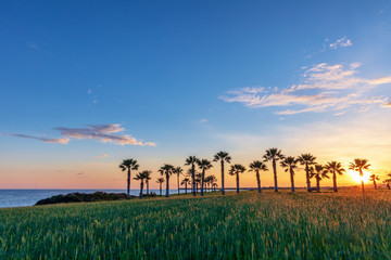 Naklejka premium Silhouette of palms during sunset at Mazotos beach, Cyprus