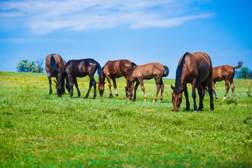 Obraz premium green meadow, which horses graze