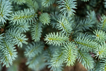 Naklejka na ściany i meble young blue spruce, beautiful fir