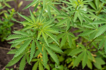young hemp bushes, cannabis bushes