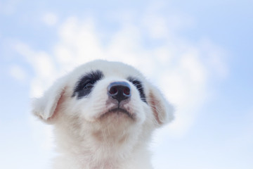 White dog Looks Like Panda Bear, Sky Background in Phuket Thailand.