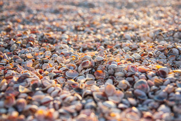 Sea shell texture, seashore of seashells, sea background