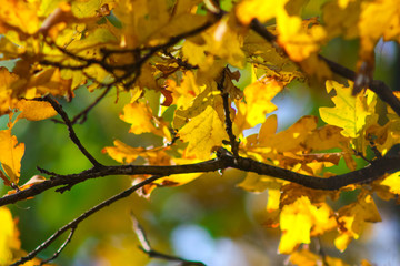 Fototapeta na wymiar Autumn oak tree leaves background. Nature background with yellow foliage.