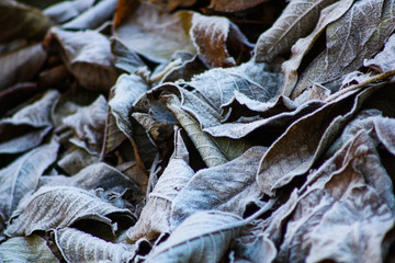 background of autumn leaves in the frost. Texture of some leaves covered by snow and ice on a winter day