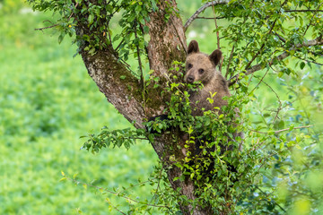 Young brown bear climbing on the apple tree. Carpathian mountains. Poland