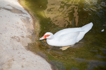 Muscovy duck, Cairina moschata, Anatidae, Anseriformes . His head is a white duck. a mute duck cairina moschata rests on a boulder in the middle of the pond with his chicks .