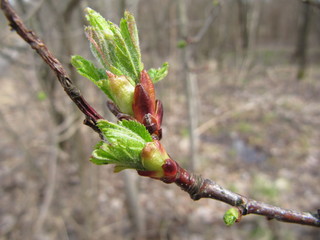 Fresh spring buds on a tree