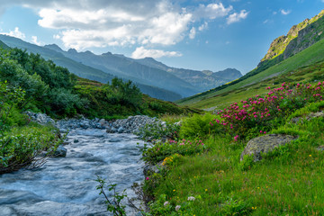 Fototapeta na wymiar Alpenrosenblüte in den Alpen