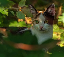 domestic cat sits in the bushes on the farm, pets
