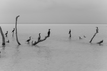 Naklejka premium Beautiful Wide Angle Panoramic Photography Taken in the Beautiful Mexican Island, Holbox 