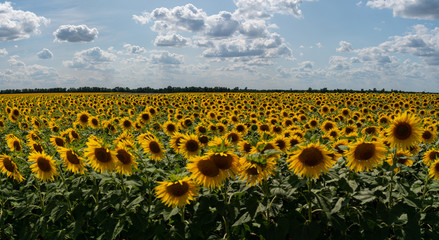 Obraz premium sunflowers bloom in a field on a farm