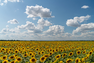 Obraz premium sunflowers bloom in a field on a farm