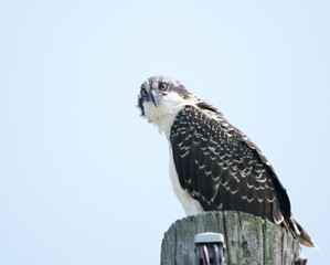 Osprey