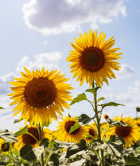 Obraz premium sunflowers bloom in a field on a farm