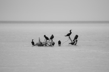 Holbox Caribbean Island in Mexico, where Flamingos, cormorants, herons, frigate birds, pelicans, wild ducks and seagulls among other species can be observed here in their natural environment