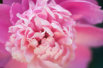 Macro pink peony petals with water drops on green background