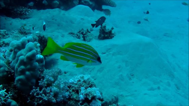 &Auml;gypten. Rotes meer.
