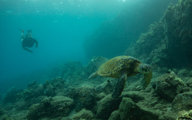 Naklejka na ściany i meble Hawaiian Green Sea Turtle swimming on the reef