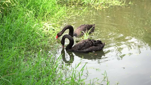 Los cisnes se encuentran en la orilla del lago comiendo pasto.