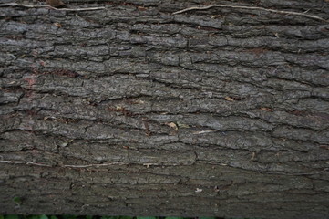 texture of bark of an old tree