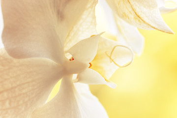 A tender white vanilla orchid. Close up. Selective focus