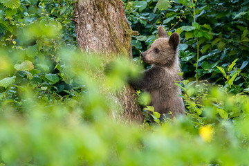 Young brown bear climbing on the apple tree. Carpathian mountains. Poland © Szymon Bartosz