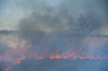 Fire, strong smoke. Burning reed in the swamp. Natural disaster