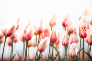 Pink and White Tulips 