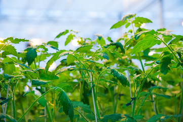 Rows of tomato plants growing inside big industrial greenhouse