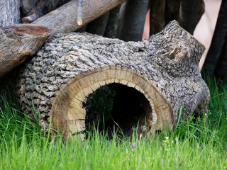 Fototapeta na wymiar Hole in a tree trunk used as shelter by small animals in a farm