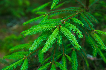 Fototapeta na wymiar Green prickly branches of a fur-tree or pine