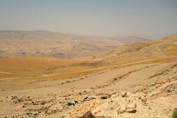 Stado kóz w Jordanii © Ewa