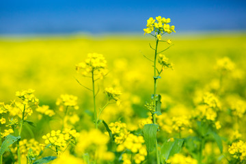 Obraz premium Mustard flower field is full blooming.