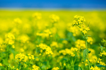 Mustard flower field is full blooming.