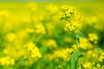 Obraz premium Mustard flower field is full blooming.
