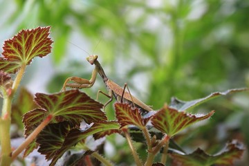 Mantis Hierodula transcaucasica on leaves