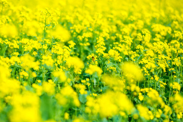 Mustard flower field is full blooming.