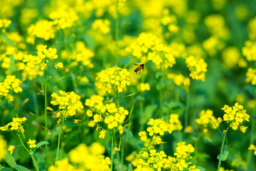 Mustard flower field is full blooming.