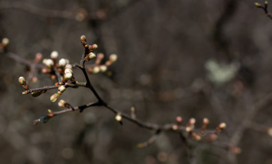 tree with buds
