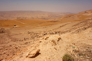 Stado kóz w Jordanii