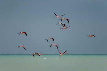 Holbox Caribbean Island in Mexico, where Flamingos, cormorants, herons, frigate birds, pelicans, wild ducks and seagulls among other species can be observed here in their natural environment