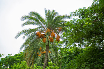 Raw bunch of date palm hanging on the tree.
