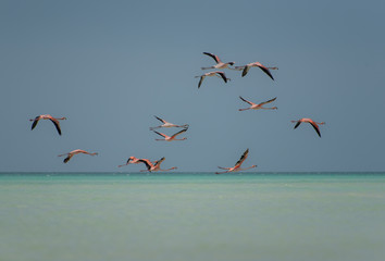 Group of Flamingos Exotic Birds in Holbox island, Caribbean, Mexico