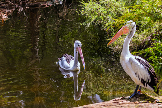 Australian park. Two large waterfowl pelicans