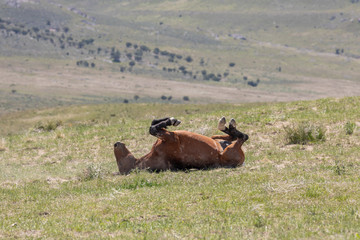 Magnificent Wild Horse in the Utah Desert