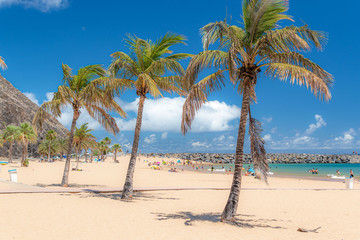 Obraz premium Tenerife, palm trees on the beach