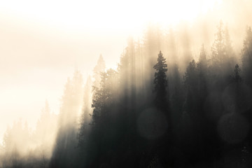 foggy forest morning somewhere in British Columbia (Canada)